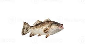 Image result for Gadus morhua