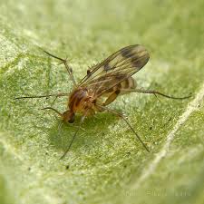 Attēlu rezultāti vaicājumam “Mycetophilidae”