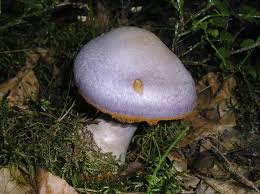 Attēlu rezultāti vaicājumam “Cortinarius traganus”