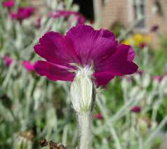 Image result for Lychnis coronaria