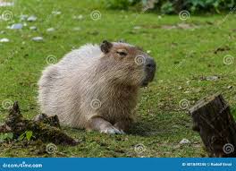 Attēlu rezultāti vaicājumam “Hydrochoerus hydrochaeris”