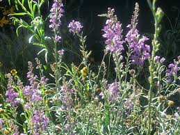 Image result for Linaria purpurea