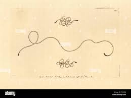 Attēlu rezultāti vaicājumam “Gordius aquaticus”