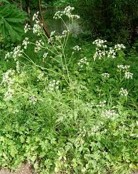 Attēlu rezultāti vaicājumam “Anthriscus sylvestris bud”