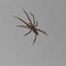 Attēlu rezultāti vaicājumam “Miturgidae”