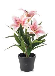 Image result for Lilie