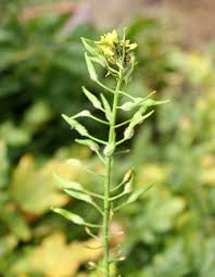 Attēlu rezultāti vaicājumam “Sinapis alba leaf”
