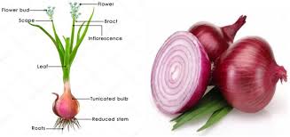 Attēlu rezultāti vaicājumam “Allium cepa”