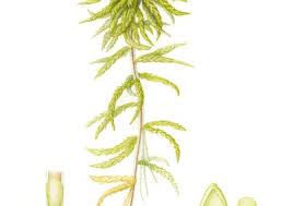 Attēlu rezultāti vaicājumam “Sphagnum palustre”