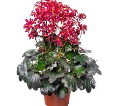 Attēlu rezultāti vaicājumam “Saxifraga granulata leaf”