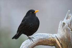 Attēlu rezultāti vaicājumam “Turdus merula male”