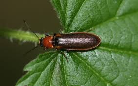 Attēlu rezultāti vaicājumam “Denticollis linearis”