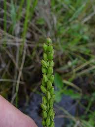 Attēlu rezultāti vaicājumam “Triglochin palustre fruit”
