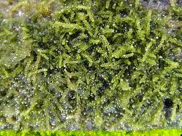 Attēlu rezultāti vaicājumam “Cephalozia loitlesbergeri”