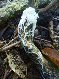 Attēlu rezultāti vaicājumam “Stemonitopsis amoena stalked”