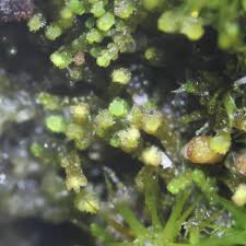 Attēlu rezultāti vaicājumam “Cephaloziella elachista macro”