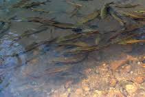 Image result for Cyprinus multitaeniatus