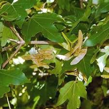 Attēlu rezultāti vaicājumam “Acer campestre fruit”