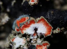 Attēlu rezultāti vaicājumam “Mycoblastus sanguinarius”