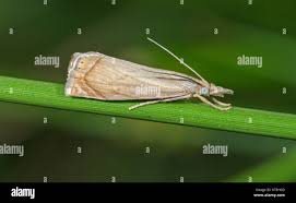 Attēlu rezultāti vaicājumam “Chrysoteuchia culmella”