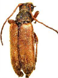 Attēlu rezultāti vaicājumam “Cortodera femorata”