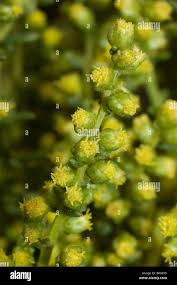 Attēlu rezultāti vaicājumam “Artemisia campestris leaf”