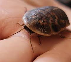 Attēlu rezultāti vaicājumam “Badhamia dubia”