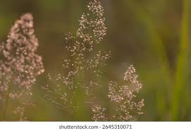 Attēlu rezultāti vaicājumam “Holcus lanatus  flower”
