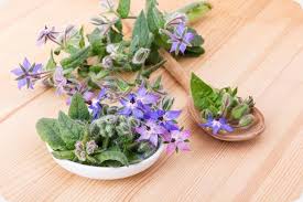 Image result for Borretsch