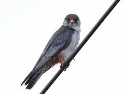 Image result for Falco amurensis