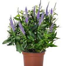 Attēlu rezultāti vaicājumam “Veronica longifolia bud”