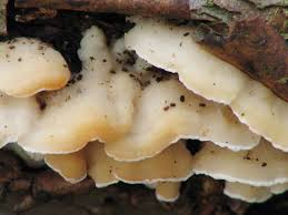 Attēlu rezultāti vaicājumam “Antrodiella semisupina”