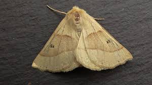 Attēlu rezultāti vaicājumam “Crocallis elinguaria larva”