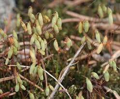 Attēlu rezultāti vaicājumam “Pohlia nutans”