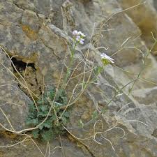 Attēlu rezultāti vaicājumam “Cardaminopsis arenosa leaf”