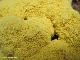 Attēlu rezultāti vaicājumam “Fuligo gyrosa plasmodium”