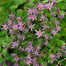 Image result for Tricyrtis `Black Beauty`