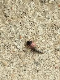 Attēlu rezultāti vaicājumam “Tachyporus sp.”