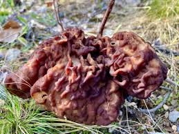 Attēlu rezultāti vaicājumam “Gyromitra esculenta”