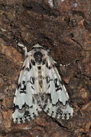 Attēlu rezultāti vaicājumam “Moma alpium”