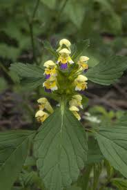 Attēlu rezultāti vaicājumam “Galeopsis speciosa”