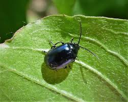 Attēlu rezultāti vaicājumam “Agelastica alni”