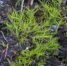 Attēlu rezultāti vaicājumam “Distichium capillaceum”