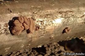 Attēlu rezultāti vaicājumam “Encoelia furfuracea”