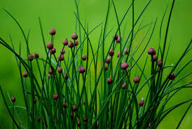 Attēlu rezultāti vaicājumam “Allium schoenoprasum bud”