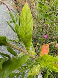 Attēlu rezultāti vaicājumam “Epilobium hirsutum”
