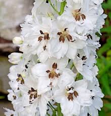Attēlu rezultāti vaicājumam “Delphinium elatum  flower”