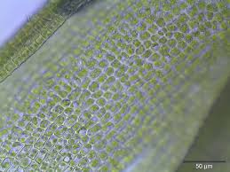 Attēlu rezultāti vaicājumam “Barbula unguiculata macro”