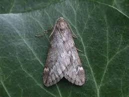 Attēlu rezultāti vaicājumam “Alsophila aescularia”