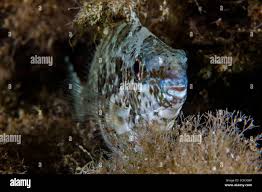 Image result for Siganus rivulatus